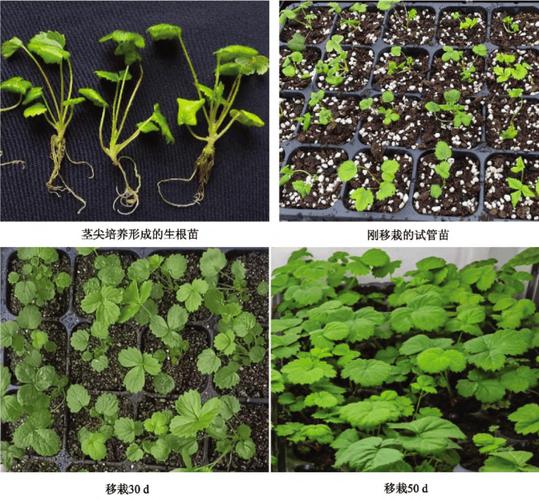 草莓种植方法全过程缩略图