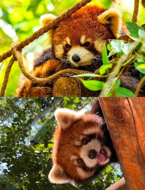 小熊猫可以家养吗在中国图标