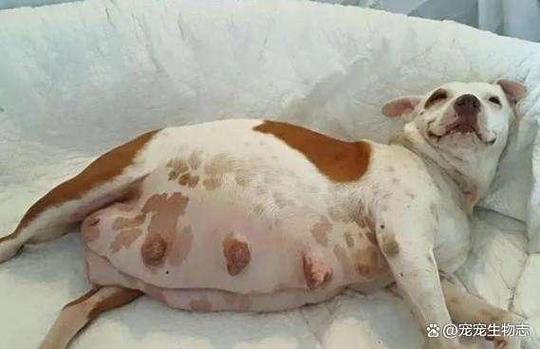 狗能钻进人子宫吗会怀孕吗图标
