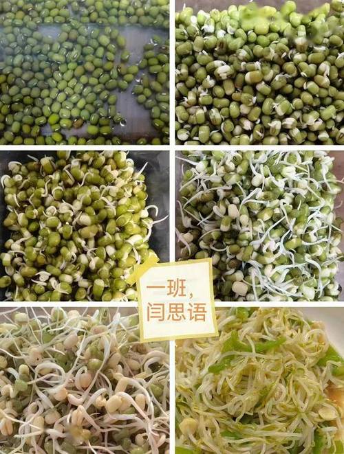 豆芽的生长过程的图片缩略图