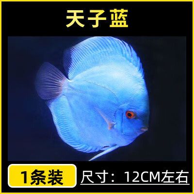 蓝色的七彩神仙品种缩略图