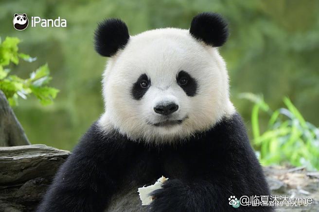 熊猫养久了会认主人吗图标
