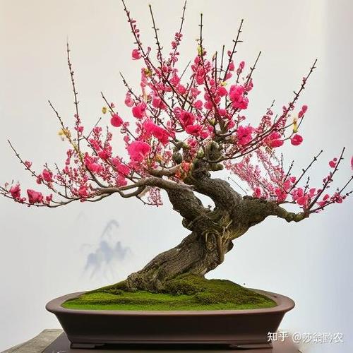 盆栽梅花正确养法缩略图