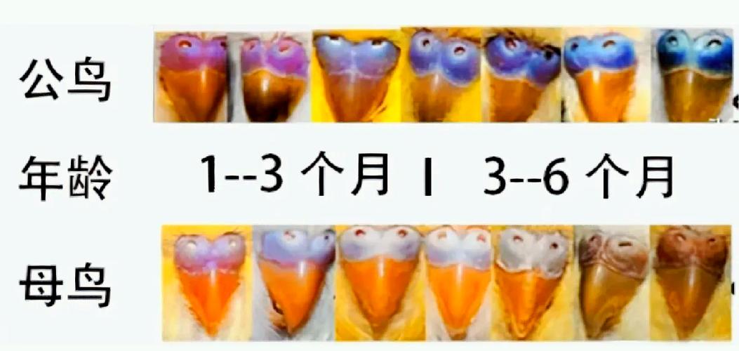 怎么知道虎皮鹦鹉怀孕了图标