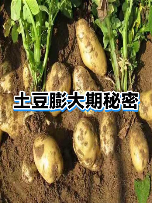 小土豆是骂人还是夸人游戏截图