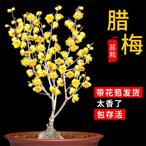 梅花的盆栽种植方法缩略图