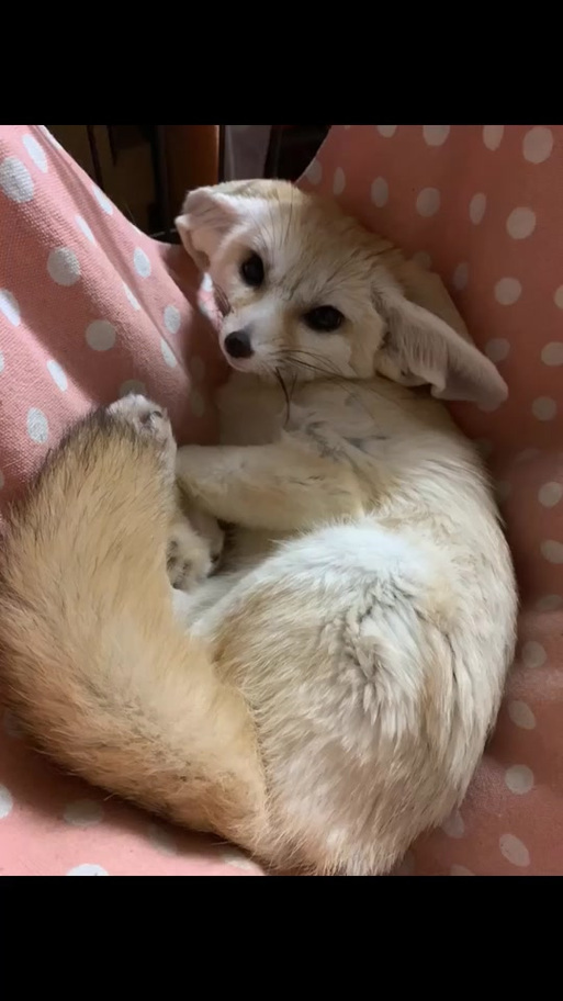 耳廓狐可以家养吗图标