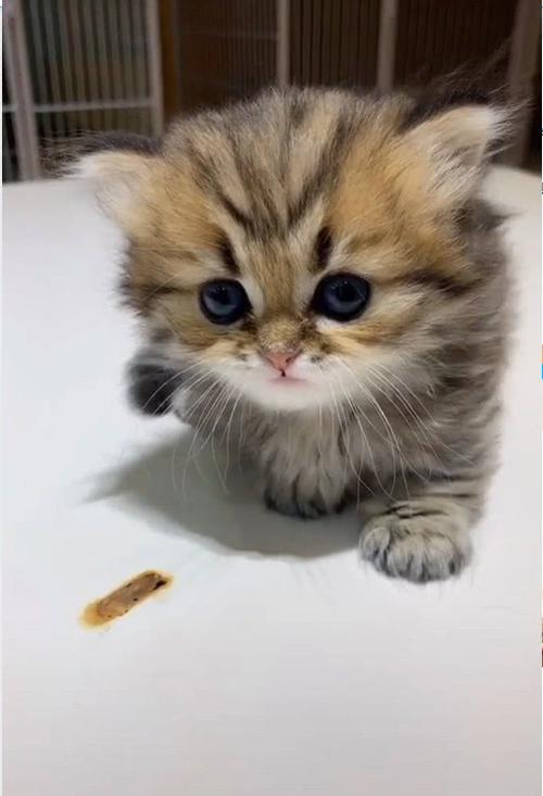小狐狸小红帽小奶猫回家地址微博游戏截图