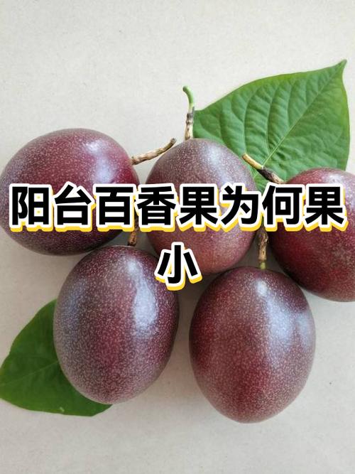 百香果为什么叫短命果缩略图