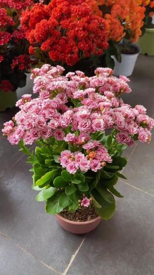 室内好养的花卉盆栽有哪些缩略图