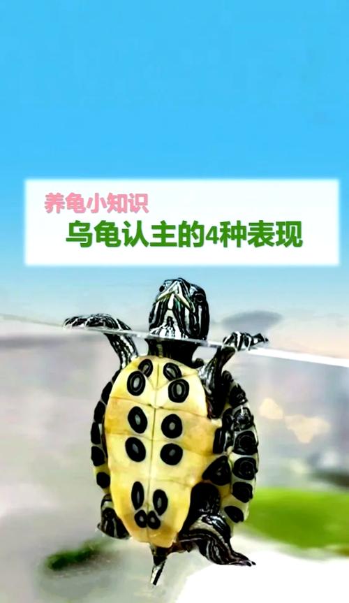 乌龟养久了会认主人吗图标