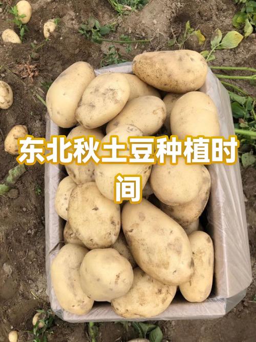 秋土豆什么时间种合适图标