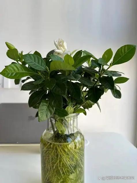 水培植物有哪些室内最好养缩略图