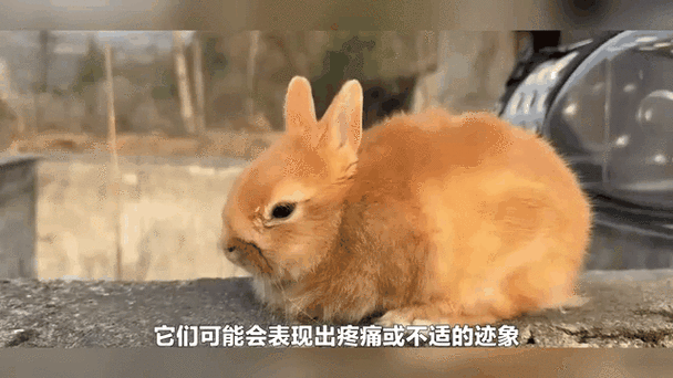 兔子濒危七征兆识别包 游戏截图