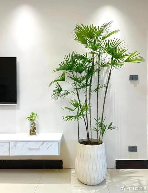 室内绿植什么最好养又好看游戏截图