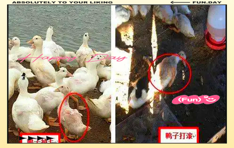 鹅黄病毒用什么药治疗图标