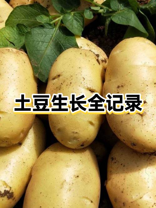 土豆生长周期多少天缩略图