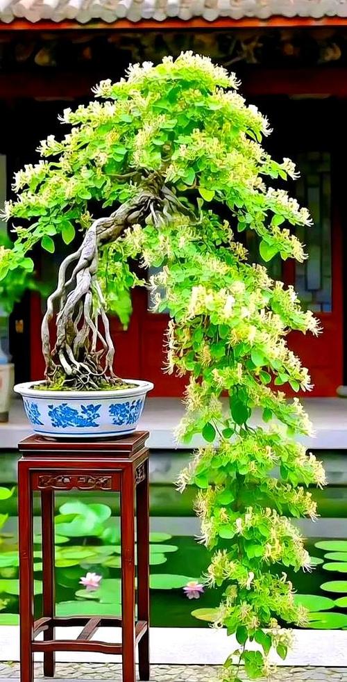 金银花盆景图片游戏截图