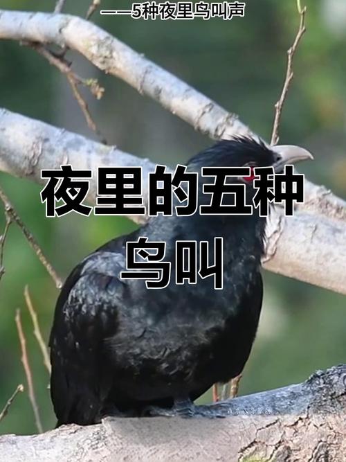 晚上像啄木鸟啄树声的鸟叫图标