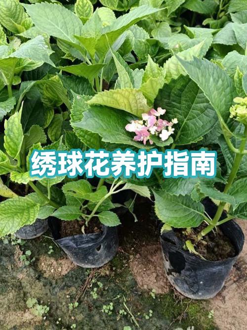 绣球花酸性土壤怎么弄图标