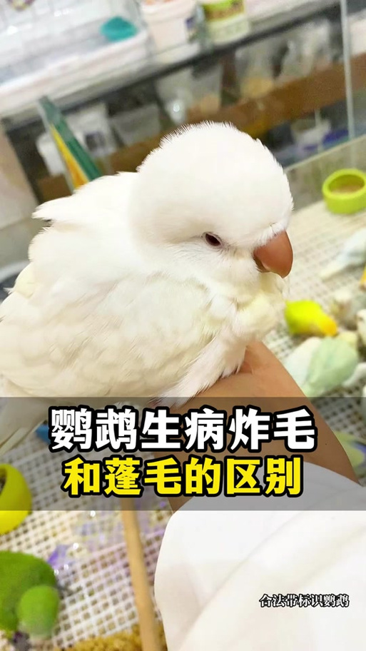 鹦鹉发抖的十大表现图标