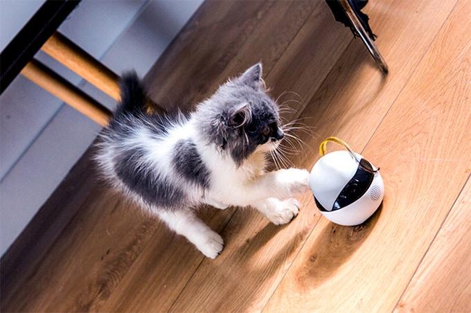 我的世界怎么才能让猫跟着自己缩略图