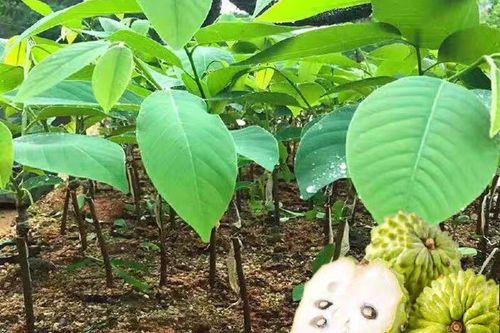 台湾凤梨种植管理技术缩略图