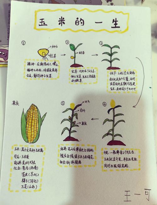 玉米生长周期多少天缩略图