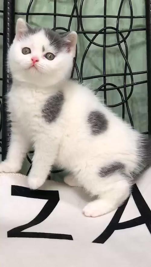 英短梵花和蓝白哪个贵缩略图