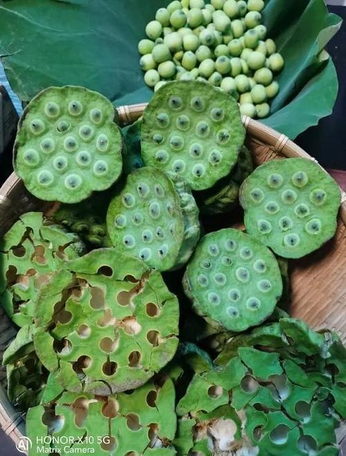 荷花拼音正确写法图标