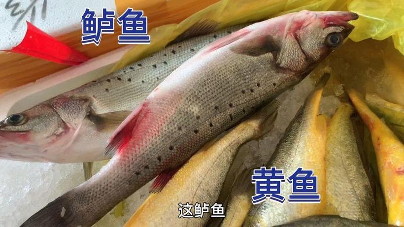 黄花鱼跟鲈鱼哪个刺多图标