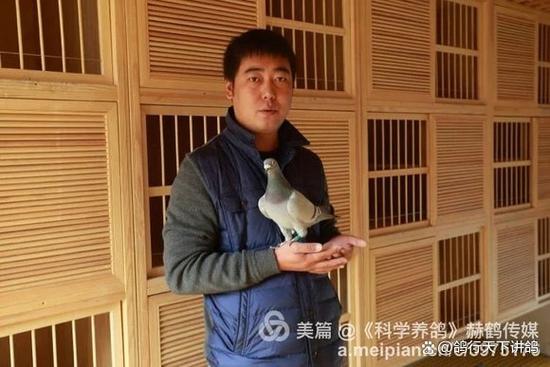 搜鸽天下一查信鸽成绩足环号天落游戏截图