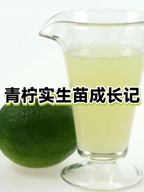 青柠时光的意思缩略图