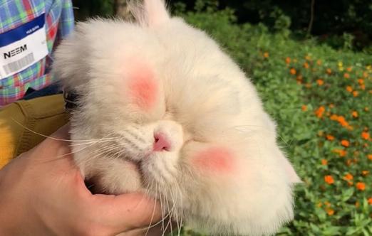 抖音球球是只猫是什么品种