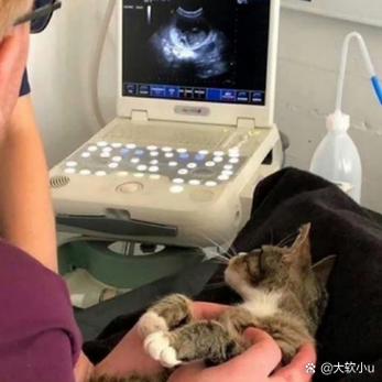 怎么判断小母猫有没有怀孕图标