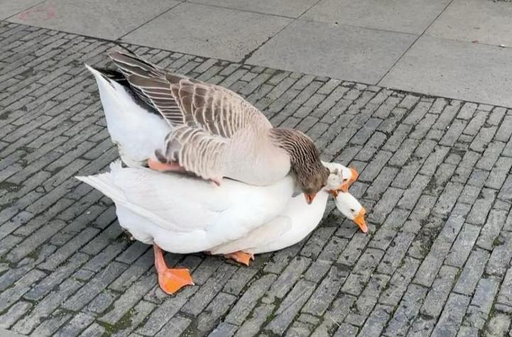 桌面大鹅