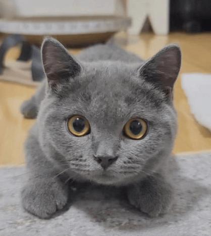 法国蓝猫和英国蓝猫哪个贵缩略图