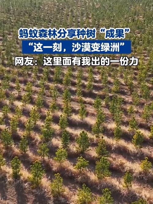蚂蚁森林项目模式是怎么样的缩略图