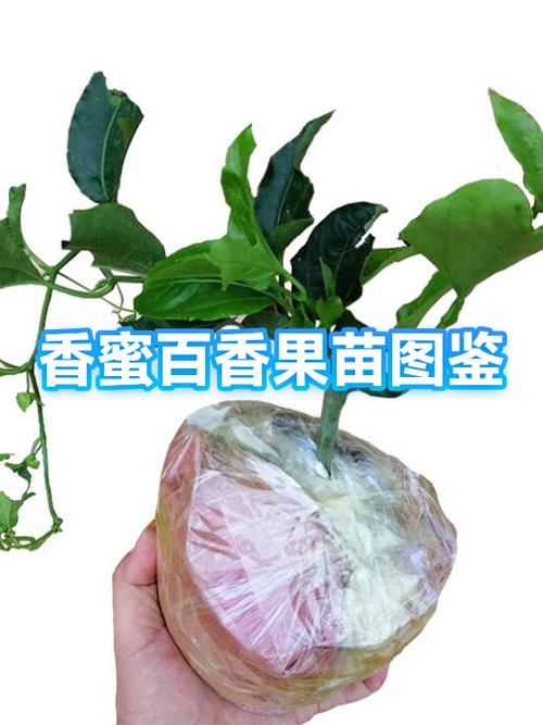 台湾香蜜百香果种植条件和方法图标