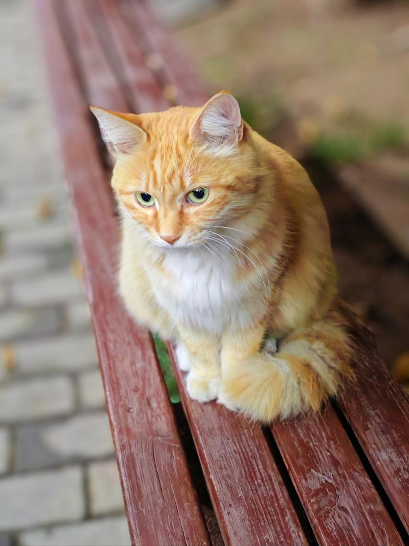 家里养什么猫最干净缩略图