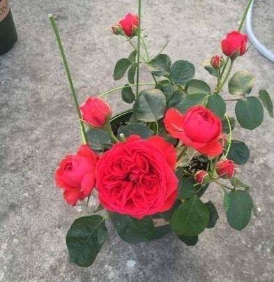 玫瑰花盆栽怎么养护和管理缩略图