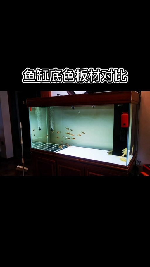 鱼缸改底色的最好办法游戏截图