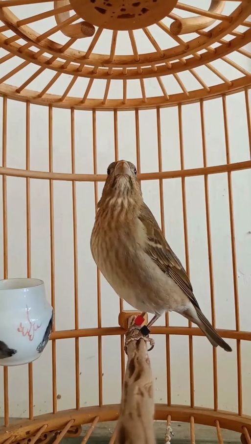 像狮子的鸟是什么鸟缩略图