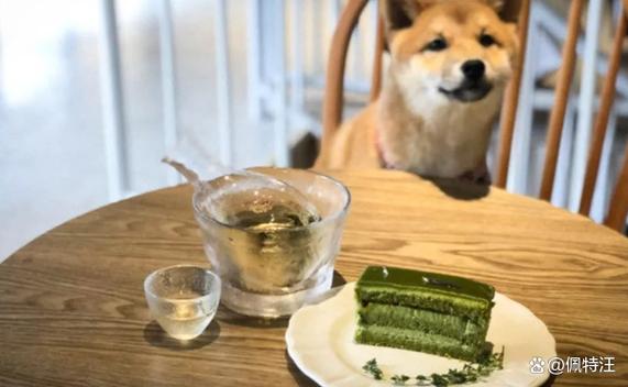 狗不小心吃了抹茶会死吗图标