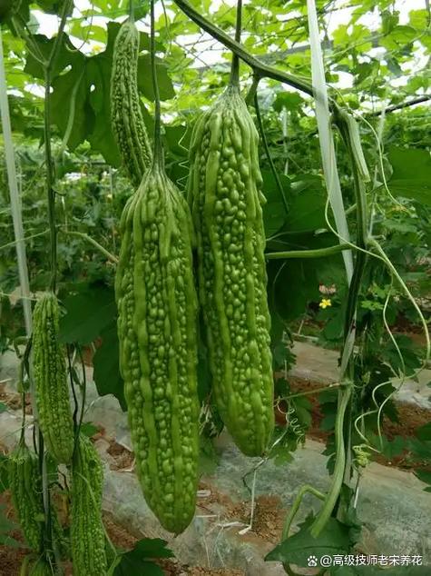 苦瓜的种植方法和管理技术缩略图