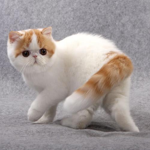 加菲猫和英短哪个贵些缩略图