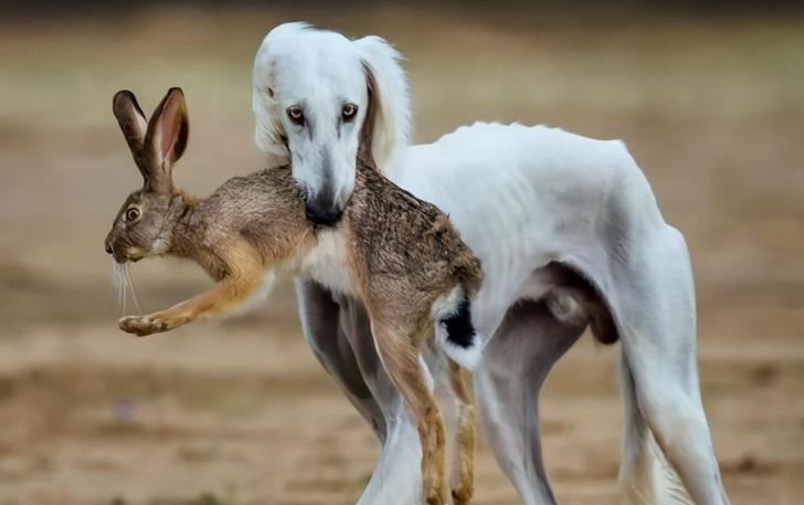 细犬为什么被禁养图标