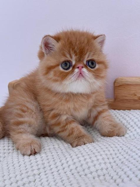 加菲猫最贵三个颜色缩略图