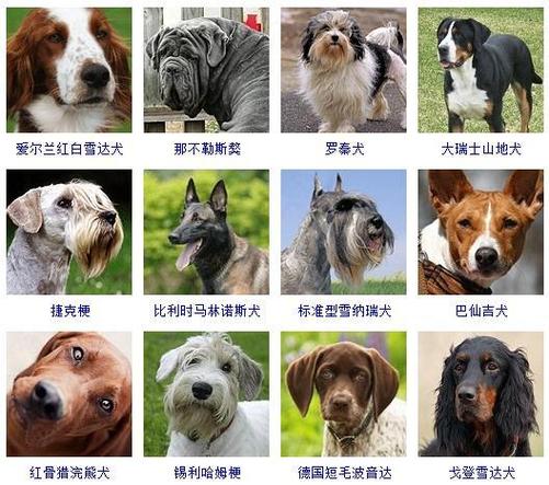 犬种品种大全