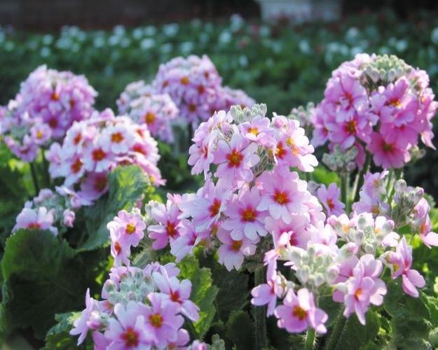 樱花草和樱草花的区别缩略图